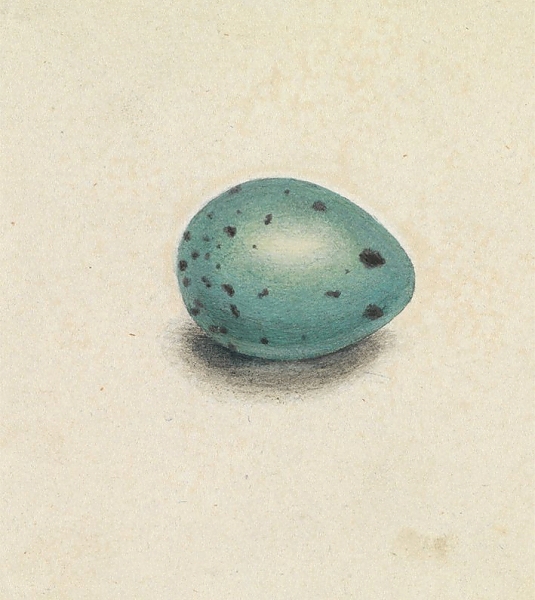 Постер A Bird’s Egg с типом исполнения На холсте без рамы