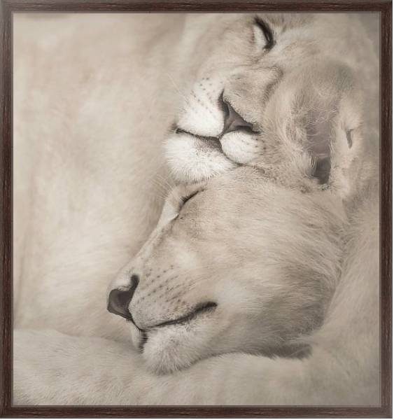 Постер Спящие львы с типом исполнения На холсте в раме в багетной раме 221-02