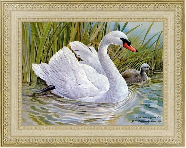 Постер British Birds - Mute Swan с типом исполнения Акварель в раме в багетной раме 484.M48.725