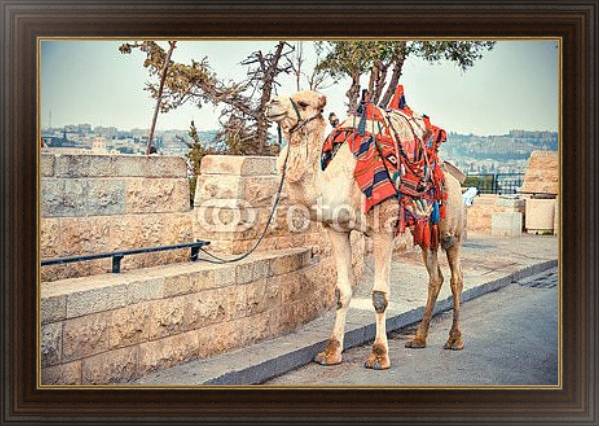 Постер Верблюд на дороге возле Старого города Иерусалима с типом исполнения На холсте в раме в багетной раме 1.023.151