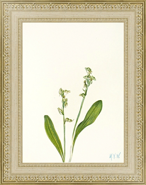 Постер One-leaf Bog-orchid. с типом исполнения Акварель в раме в багетной раме 484.M48.725
