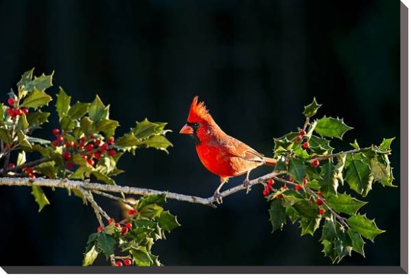 Постер Красная птица на ветке я красными ягодами с типом исполнения На холсте без рамы