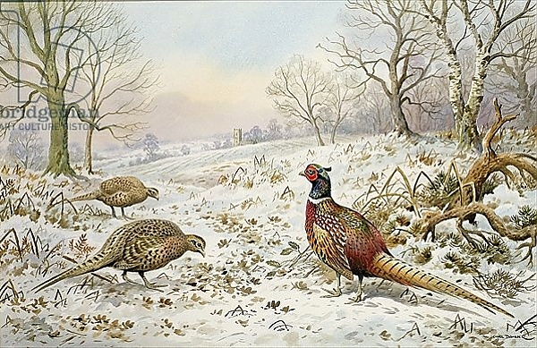 Постер Pheasant and Partridges in a Snowy Landscape с типом исполнения На холсте без рамы