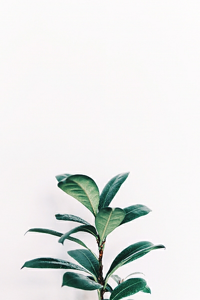 Постер Зеленое растение на белом с типом исполнения На холсте без рамы