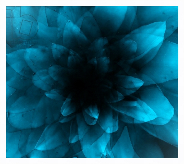 Постер flower blue с типом исполнения На холсте в раме в багетной раме 221-03