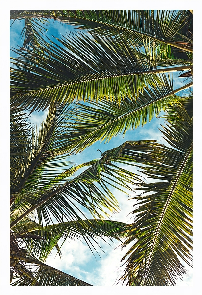 Постер Небо сквозь пальмовые листья с типом исполнения На холсте в раме в багетной раме 221-03