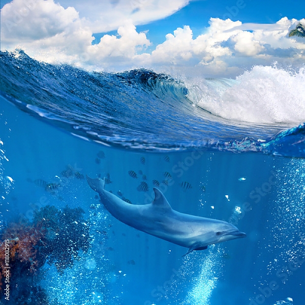 Постер Дельфин у рифа с типом исполнения На холсте без рамы