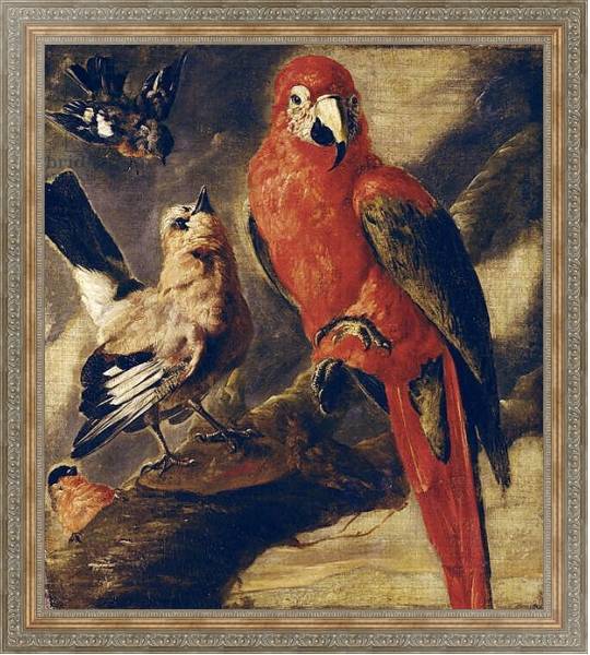Постер Macaw and Bullfinch с типом исполнения На холсте в раме в багетной раме 484.M48.310