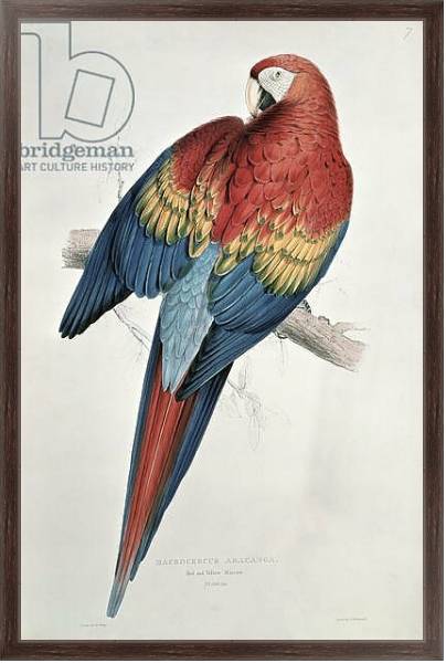 Постер Red and Yellow Macaw с типом исполнения На холсте в раме в багетной раме 221-02