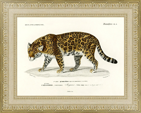 Постер Ягуар (Пантера Конка) с типом исполнения Акварель в раме в багетной раме 484.M48.725