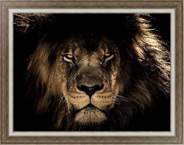 Постер Старый африканский лев с типом исполнения На холсте в раме в багетной раме 595.M52.330