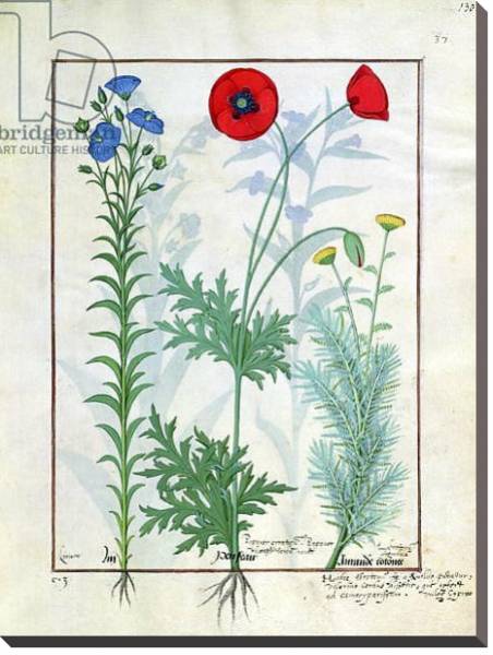 Постер Ms Fr. Fv VI #1 fol.130r Linum, Garden poppies and Abrotanum c.1470 с типом исполнения На холсте без рамы