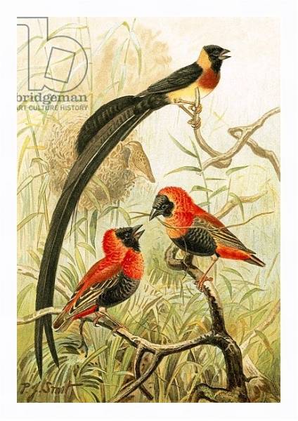 Постер Weaver Birds с типом исполнения На холсте в раме в багетной раме 221-03