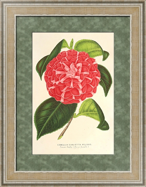 Постер Camellia Cariotta Peloso с типом исполнения Акварель в раме в багетной раме 485.M40.584