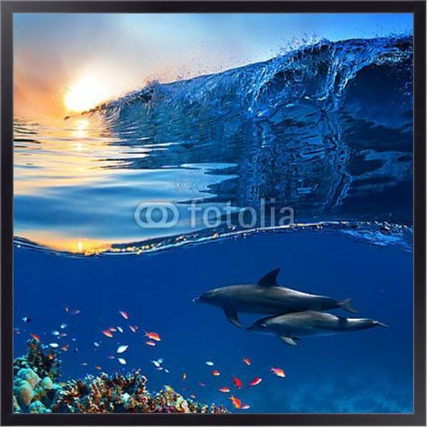 Постер Два дельфина у кораллового рифа с типом исполнения На холсте в раме в багетной раме 221-01