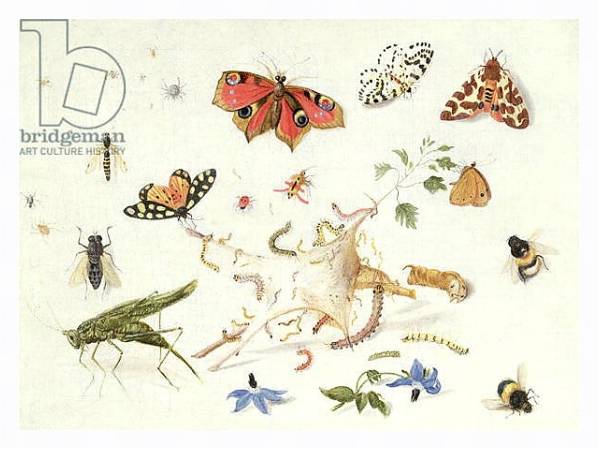 Постер Study of Insects and Flowers с типом исполнения На холсте в раме в багетной раме 221-03