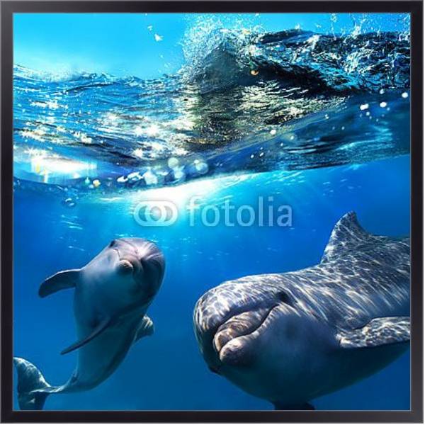 Постер Два дельфина под водой с типом исполнения На холсте в раме в багетной раме 221-01