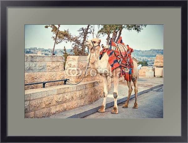 Постер Верблюд на дороге возле Старого города Иерусалима с типом исполнения Под стеклом в багетной раме 221-01