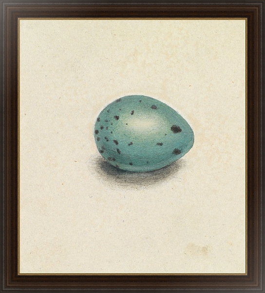 Постер A Bird’s Egg с типом исполнения На холсте в раме в багетной раме 1.023.151