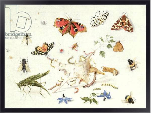 Постер Study of Insects and Flowers с типом исполнения На холсте в раме в багетной раме 221-01
