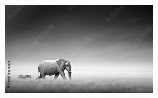 Постер Слон и зебра в ч/б с типом исполнения На холсте в раме в багетной раме 221-03