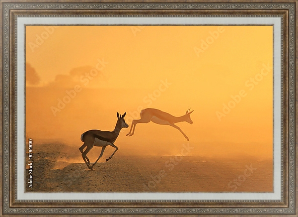 Постер Скачущие антилопы на закате в прерии с типом исполнения На холсте в раме в багетной раме 595.M52.330
