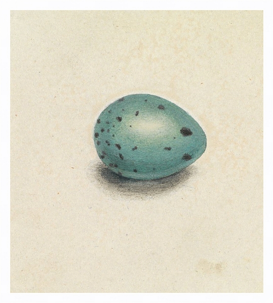Постер A Bird’s Egg с типом исполнения На холсте в раме в багетной раме 221-03