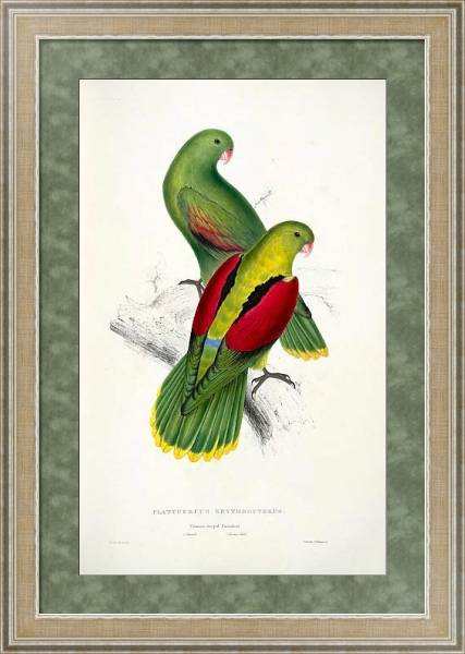 Постер Parrots by E.Lear  #12 с типом исполнения Акварель в раме в багетной раме 485.M40.584