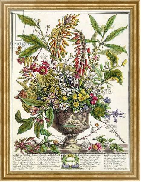 Постер January, from `Twelve Months of Flowers', by Robert Furber engraved by Henry Fletcher с типом исполнения На холсте в раме в багетной раме NA033.1.051