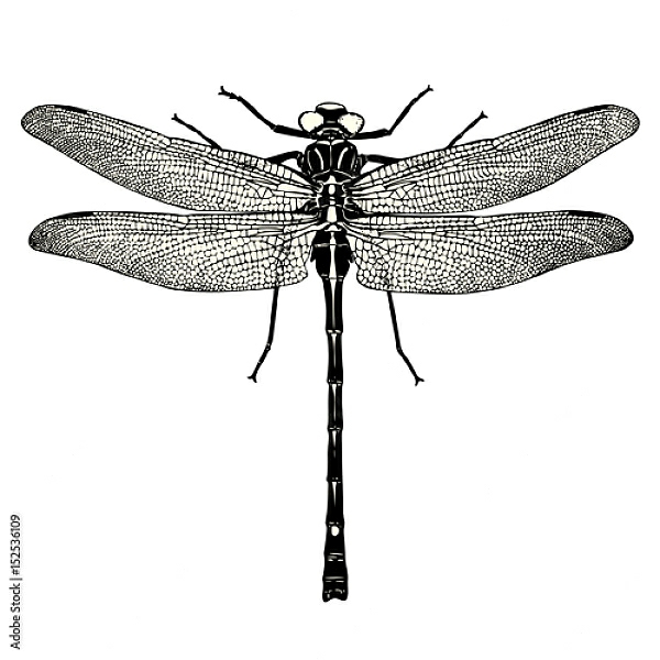 Постер Ретро иллюстрация стрекозы с типом исполнения На холсте без рамы