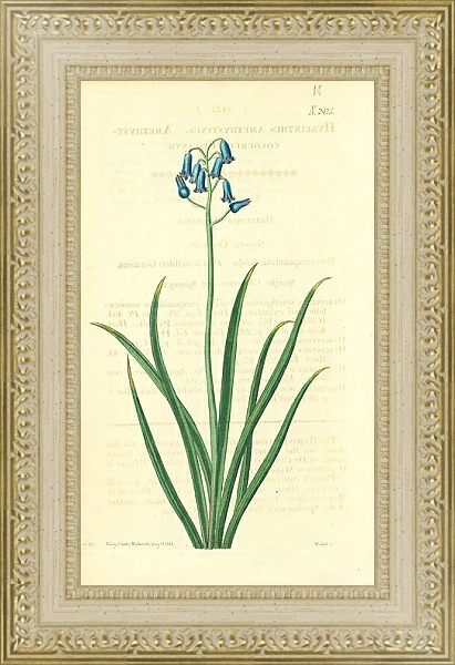 Постер Curtis Ботаника №63 1 с типом исполнения Акварель в раме в багетной раме 484.M48.725