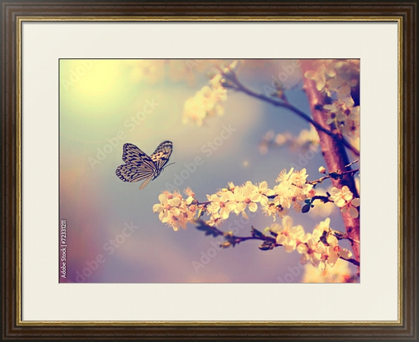 Постер бабочка, садящаяся на цветущую вишню с типом исполнения Под стеклом в багетной раме 1.023.036