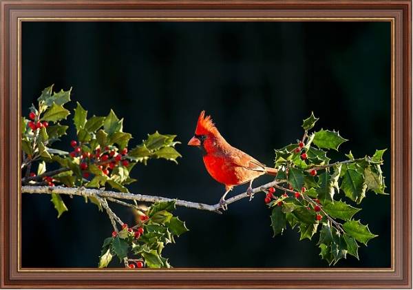 Постер Красная птица на ветке я красными ягодами с типом исполнения На холсте в раме в багетной раме 35-M719P-83