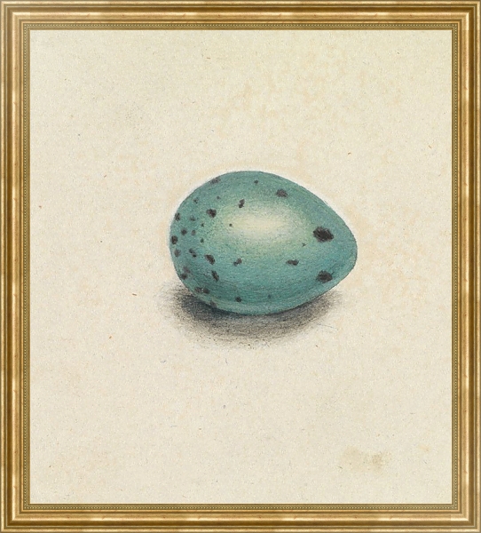 Постер A Bird’s Egg с типом исполнения На холсте в раме в багетной раме NA033.1.051