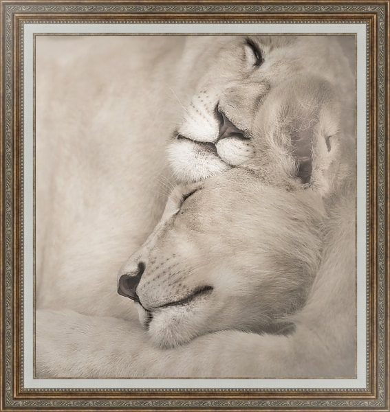 Постер Спящие львы с типом исполнения На холсте в раме в багетной раме 595.M52.330