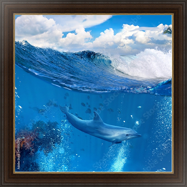 Постер Дельфин у рифа с типом исполнения На холсте в раме в багетной раме 1.023.151