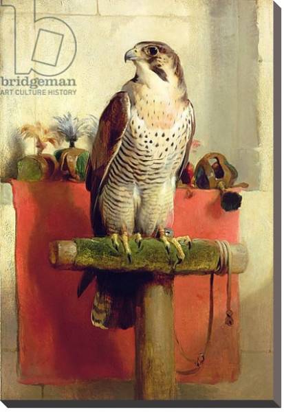 Постер Falcon, 1837 с типом исполнения На холсте без рамы
