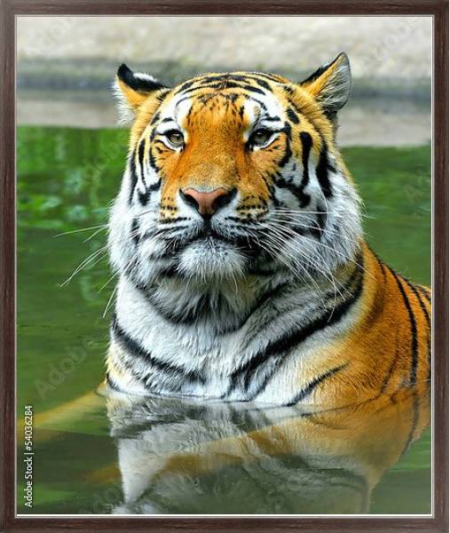 Постер Купание тигра с типом исполнения На холсте в раме в багетной раме 221-02
