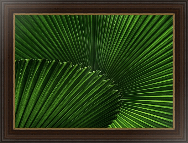 Постер Зеленый веер пальмовых листов с типом исполнения На холсте в раме в багетной раме 1.023.151