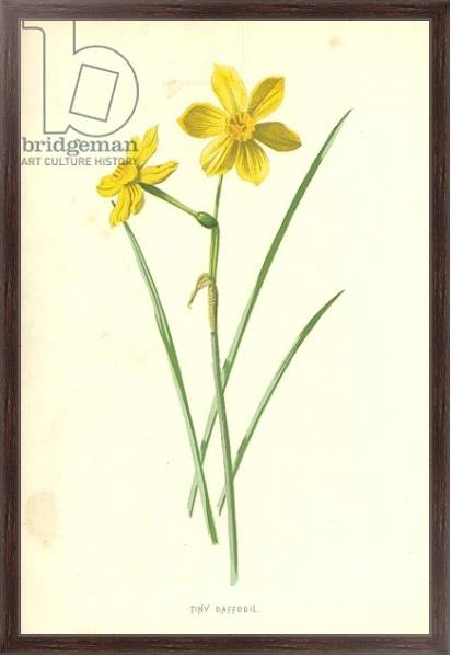 Постер Tiny Daffodil с типом исполнения На холсте в раме в багетной раме 221-02