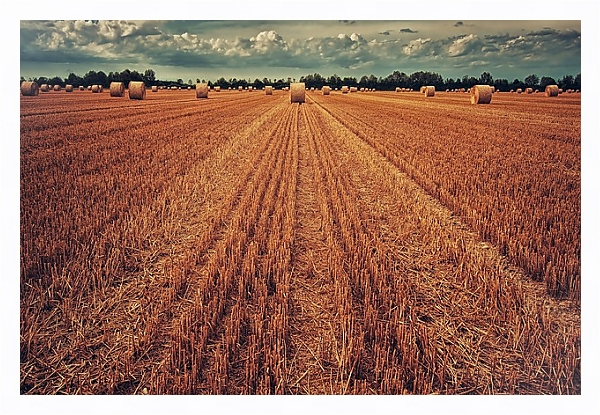 Постер Урожай пшеницы с типом исполнения На холсте в раме в багетной раме 221-03