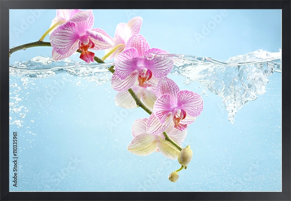 Постер Орхидея в воде с типом исполнения На холсте в раме в багетной раме 1727.8010