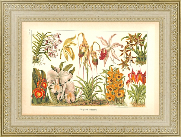 Постер Тропические орхидеи с типом исполнения Акварель в раме в багетной раме 484.M48.725