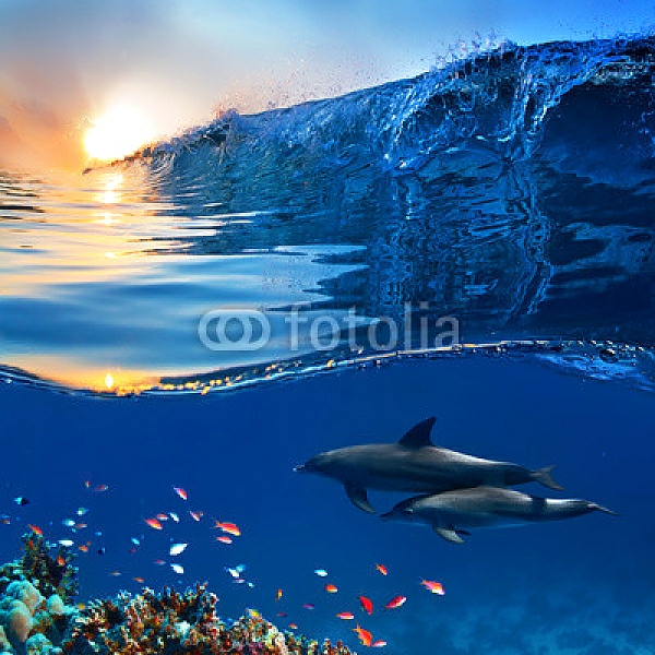 Постер Два дельфина у кораллового рифа с типом исполнения На холсте без рамы