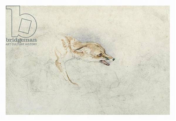 Постер Study of a crouching Fox, facing right verso: faint sketch of fox's head and tail с типом исполнения На холсте в раме в багетной раме 221-03