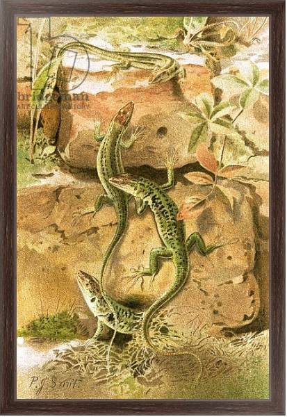 Постер Wall lizards с типом исполнения На холсте в раме в багетной раме 221-02