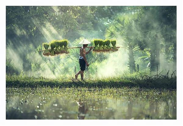 Постер Вьетнамский сборщик урожая с типом исполнения На холсте в раме в багетной раме 221-03