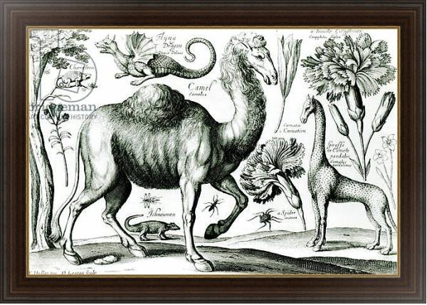 Постер Study of Animals and Flowers, engraved by D. Loggan с типом исполнения На холсте в раме в багетной раме 1.023.151