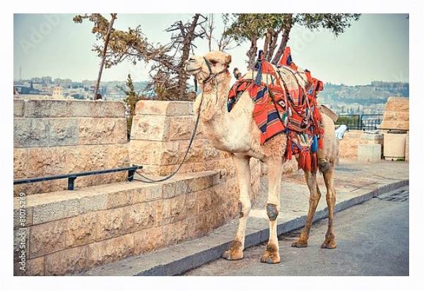 Постер Верблюд на дороге возле Старого города Иерусалима с типом исполнения На холсте в раме в багетной раме 221-03