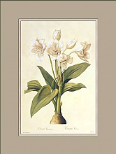 Постер Crinum jagus Постер Crinum jagus